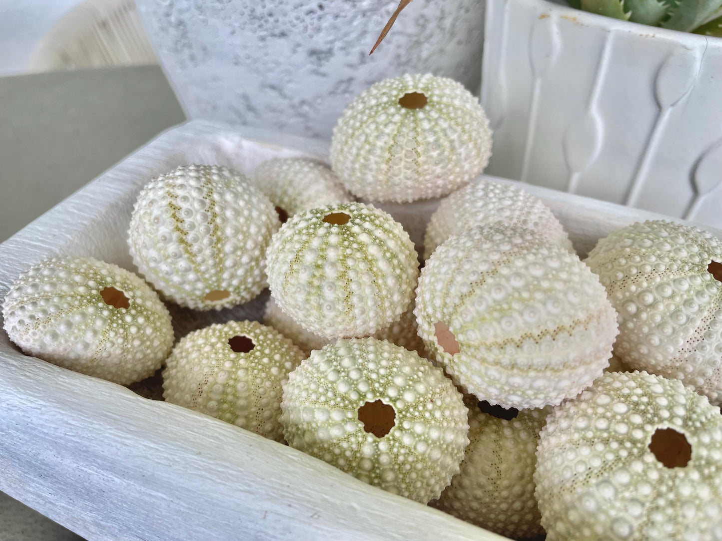 Light Green Sea Urchins 1.5-2.5" Natural Color Beach Coastal Décor Seashells Crafts Air plant Holders Wedding favors