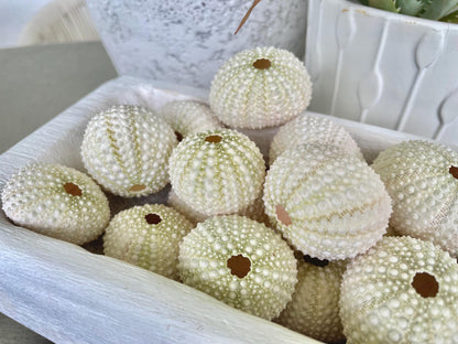 Light Green Sea Urchins 1.5-2.5" Natural Color Beach Coastal Décor Seashells Crafts Air plant Holders Wedding favors