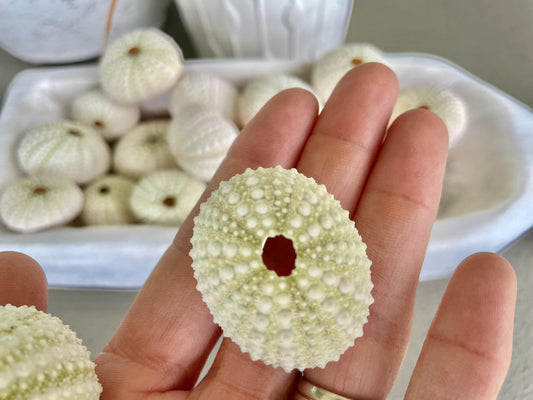 Light Green Sea Urchins 1.5-2.5" Natural Color Beach Coastal Décor Seashells Crafts Air plant Holders Wedding favors