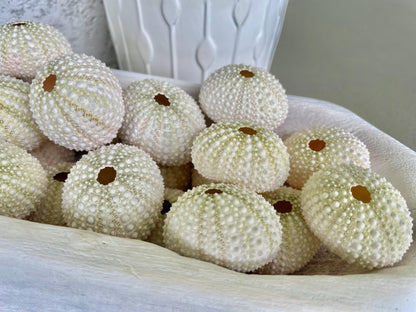 Light Green Sea Urchins 1.5-2.5" Natural Color Beach Coastal Décor Seashells Crafts Air plant Holders Wedding favors