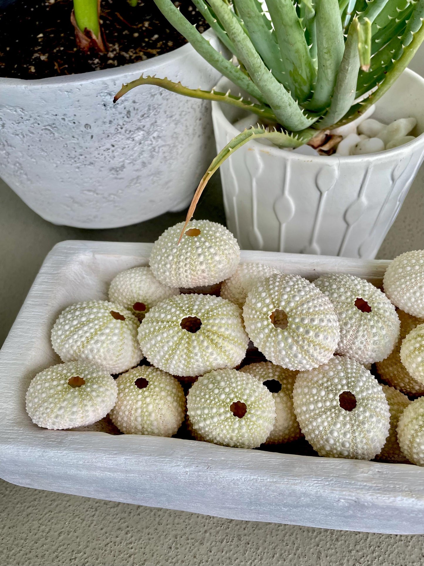 Light Green Sea Urchins 1.5-2.5" Natural Color Beach Coastal Décor Seashells Crafts Air plant Holders Wedding favors