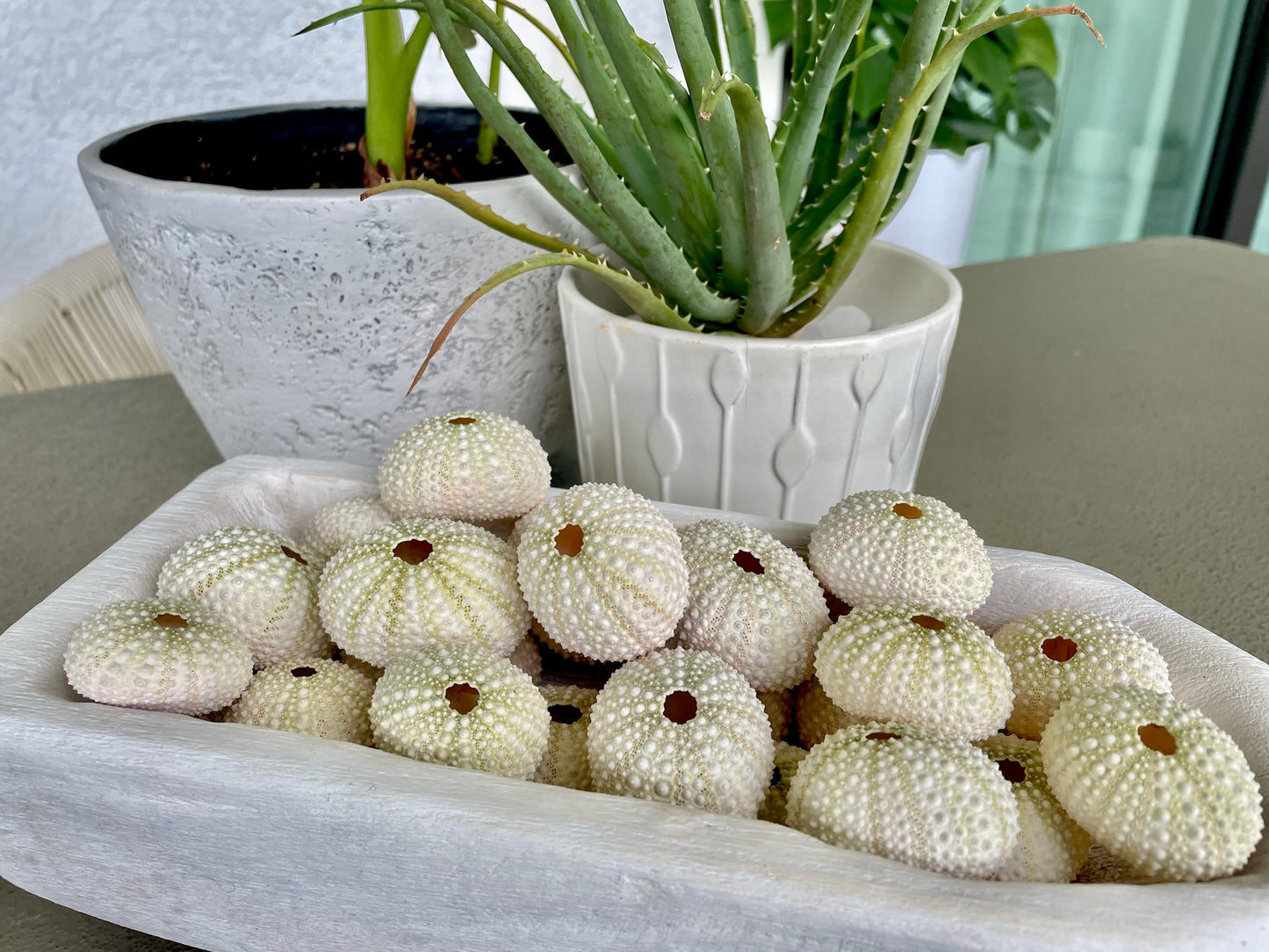Light Green Sea Urchins 1.5-2.5" Natural Color Beach Coastal Décor Seashells Crafts Air plant Holders Wedding favors