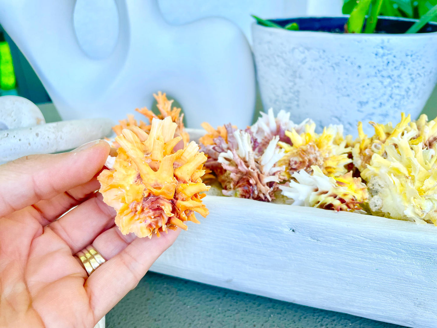 SPINY JEWEL BOX 2-2.5" Whole Shells Orange Yellow Pink Natural Display Seashell Glued Shut Chalma Lazarius Coastal Beach House Décor