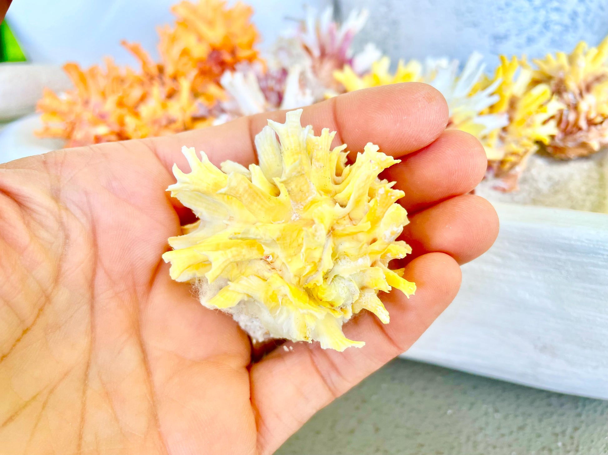 SPINY JEWEL BOX 2-2.5" Whole Shells Orange Yellow Pink Natural Display Seashell Glued Shut Chalma Lazarius Coastal Beach House Décor