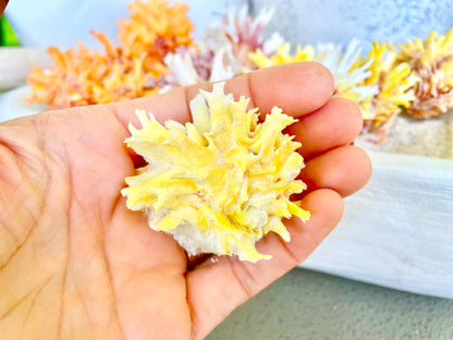 SPINY JEWEL BOX 2-2.5" Whole Shells Orange Yellow Pink Natural Display Seashell Glued Shut Chalma Lazarius Coastal Beach House Décor