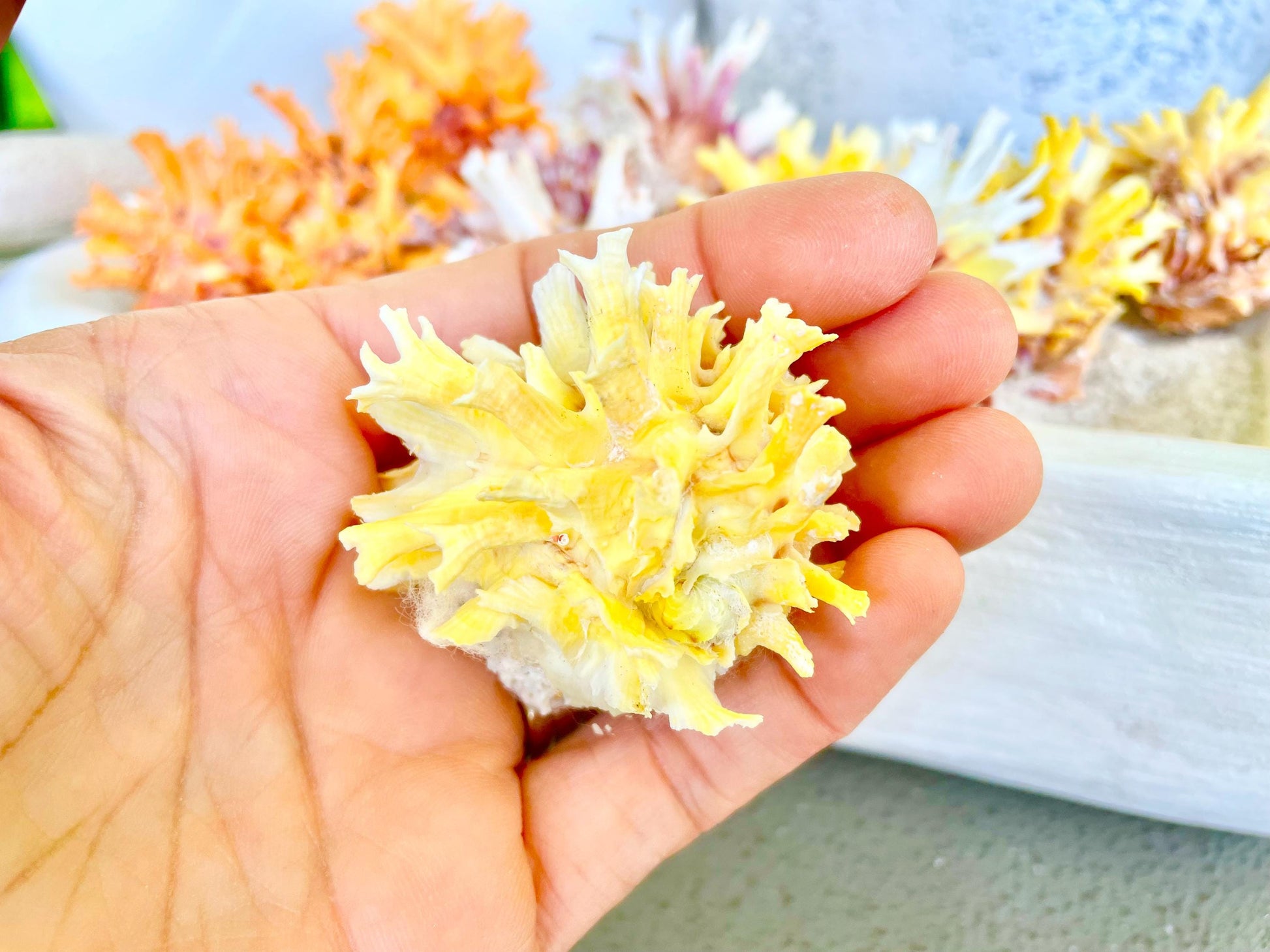Spiny Jewel Box Seashell: 1-1.5" Orange, Yellow, Pink Coastal Décor
