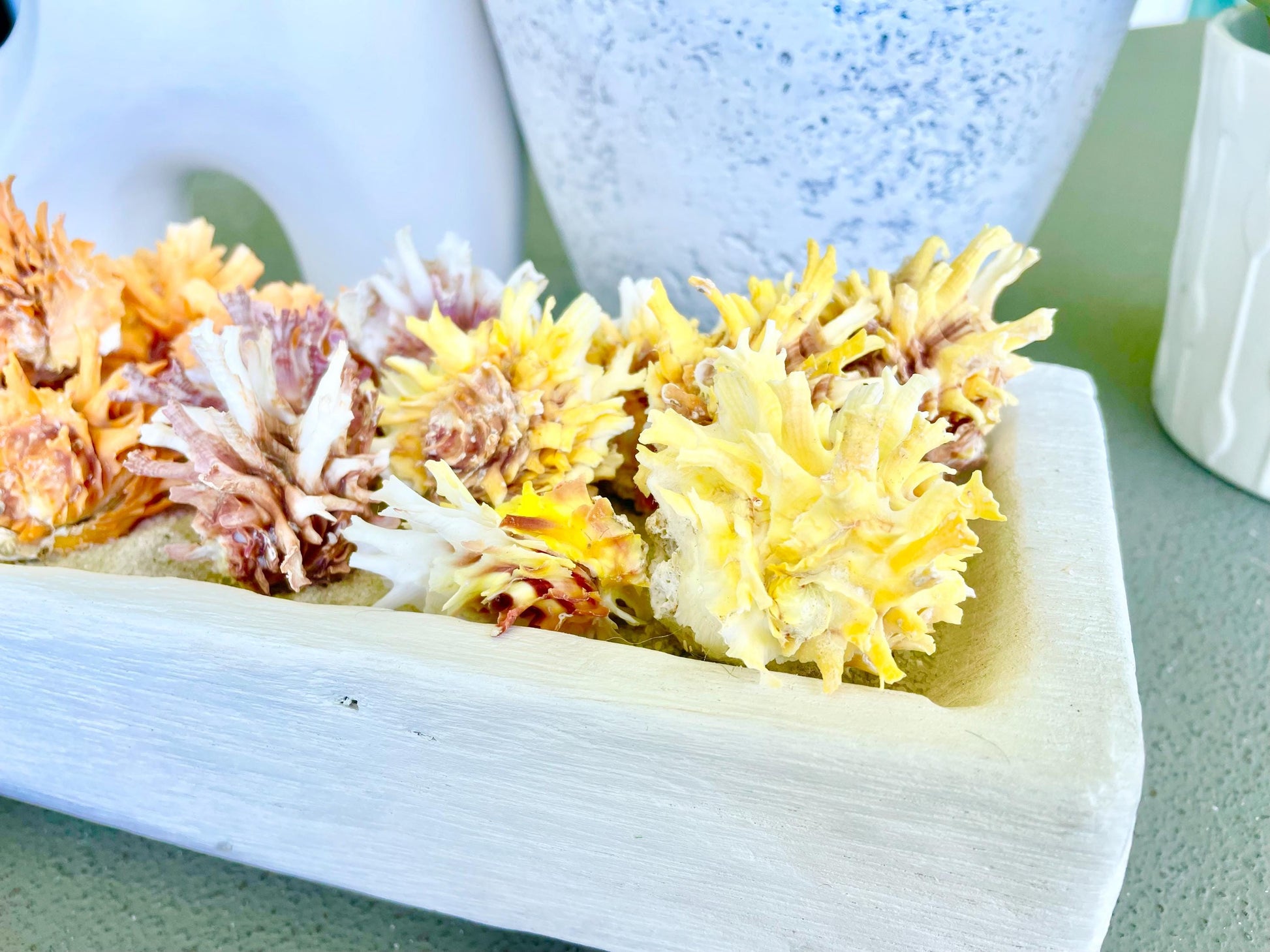 SPINY JEWEL BOX 2-2.5" Whole Shells Orange Yellow Pink Natural Display Seashell Glued Shut Chalma Lazarius Coastal Beach House Décor