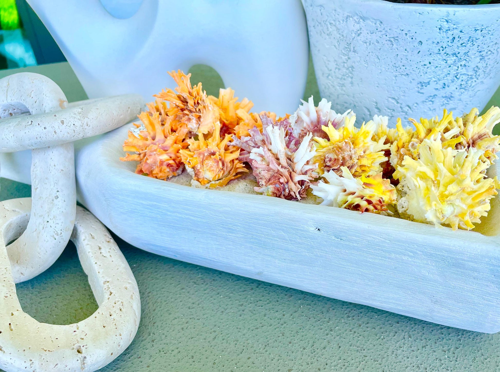 SPINY JEWEL BOX 2-2.5" Whole Shells Orange Yellow Pink Natural Display Seashell Glued Shut Chalma Lazarius Coastal Beach House Décor