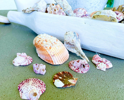 Real Barnacles from the Ocean! 1-4" Seashells Covered Craft Shells Coastal Décor Pirate Party Sea Ocean Purple White Oddities