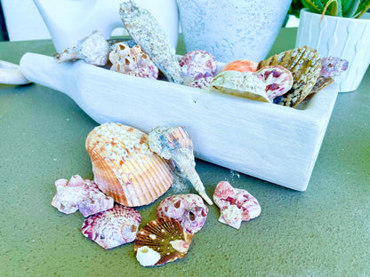 Real Barnacles from the Ocean! 1-4" Seashells Covered Craft Shells Coastal Décor Pirate Party Sea Ocean Purple White Oddities
