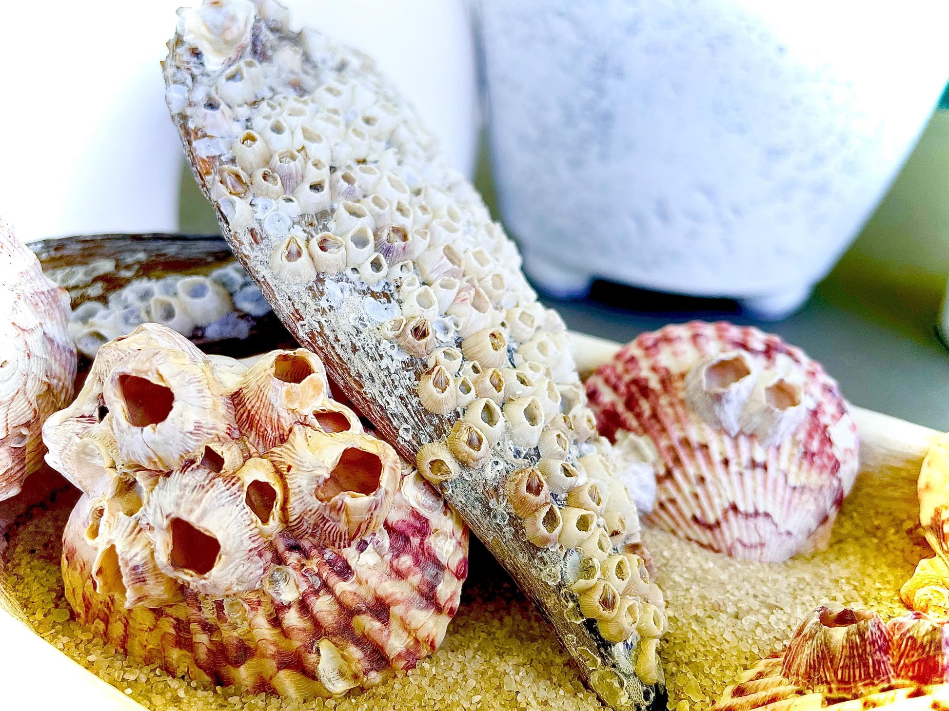 Real Barnacles from the Ocean! 1-4" Seashells Covered Craft Shells Coastal Décor Pirate Party Sea Ocean Purple White Oddities