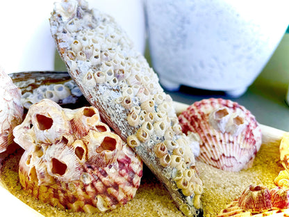 Real Barnacles from the Ocean! 1-4" Seashells Covered Craft Shells Coastal Décor Pirate Party Sea Ocean Purple White Oddities