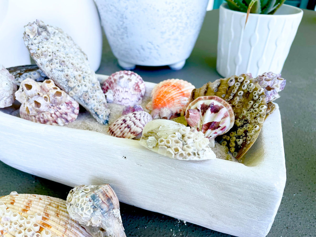 Seashells Covered In Barnacles 1-4" Pieces Coastal Décor Pirate Party Shells