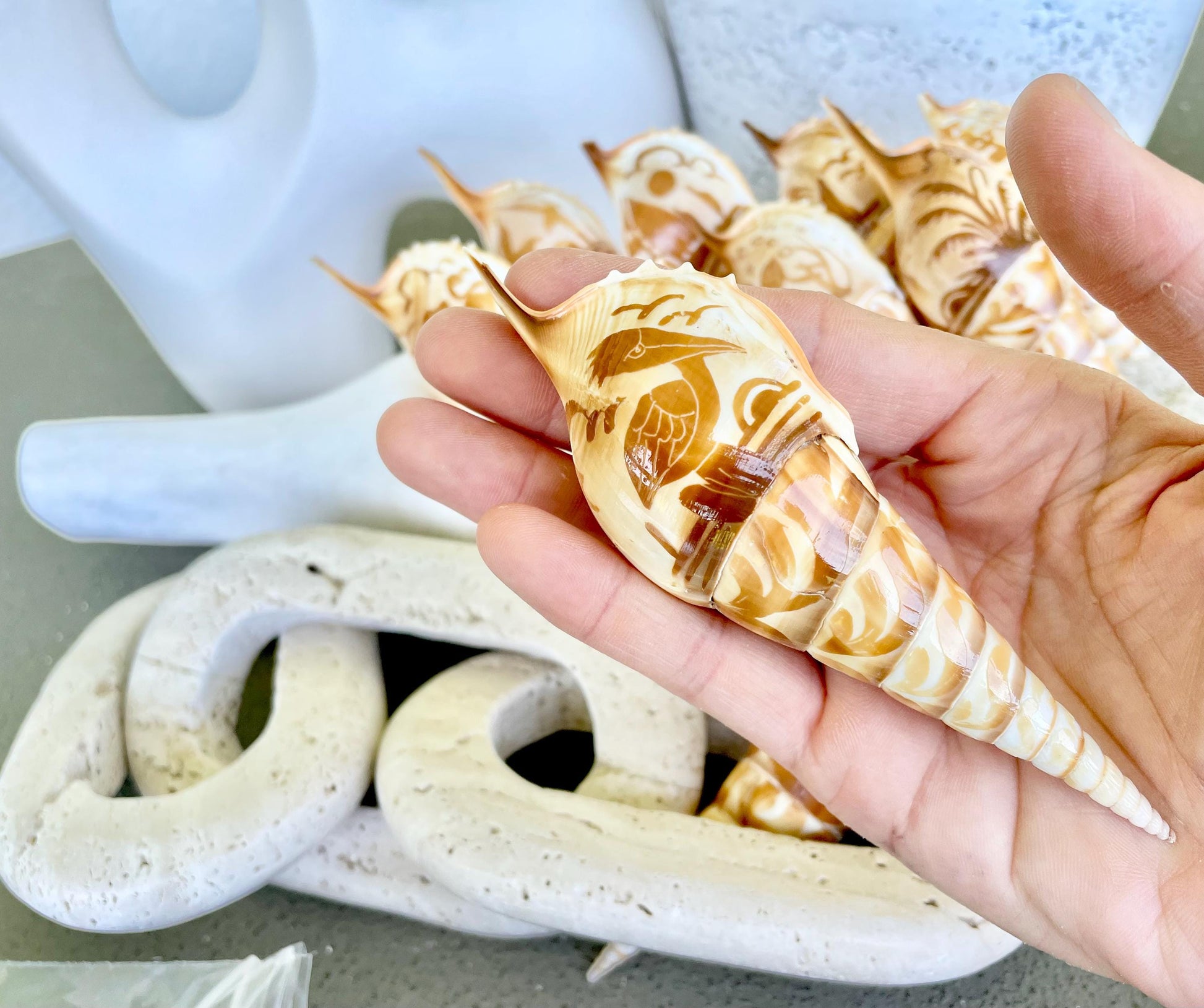 HAND CARVED TIBIA Shells 4-5" Natural Coastal Gift Brown White Display Seashell