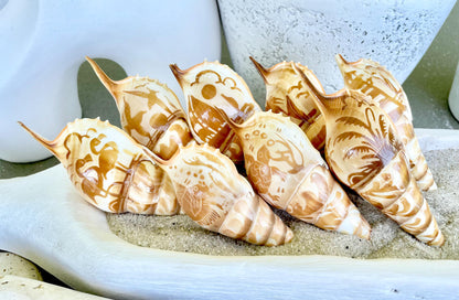 HAND CARVED TIBIA Shells 4-5" Natural Coastal Gift Brown White Display Seashell