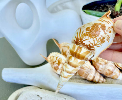 HAND CARVED TIBIA Shells 4-5" Natural Coastal Gift Brown White Display Seashell