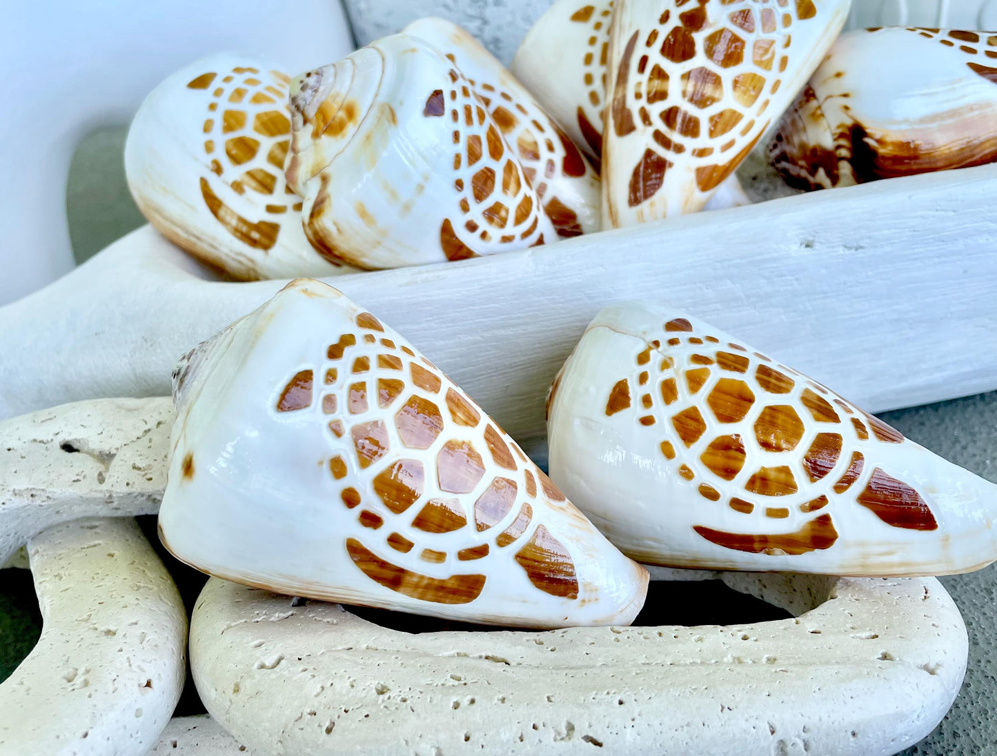 TURTLE CONE SHELL Hand Carved 3.5-4" Long Natural Coastal Gift Seashell Display Brown White