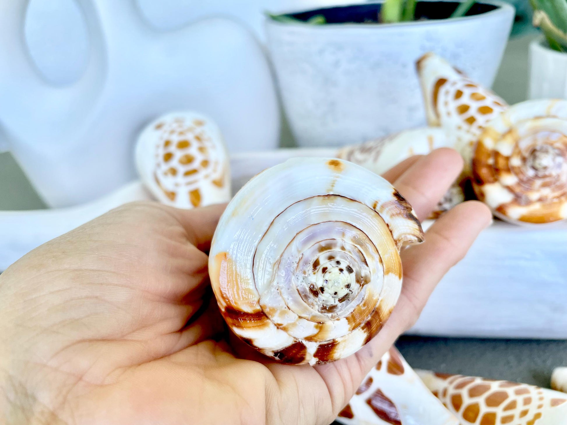 TURTLE CONE SHELL Hand Carved 3.5-4" Long Natural Coastal Gift Seashell Display Brown White