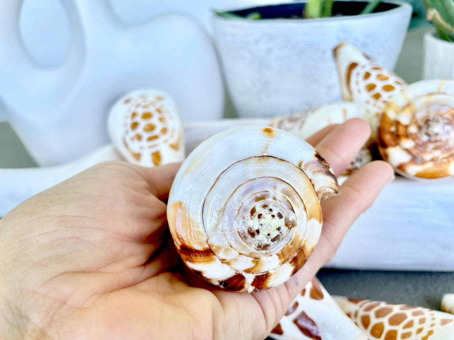 TURTLE CONE SHELL Hand Carved 3.5-4" Long Natural Coastal Gift Seashell Display Brown White