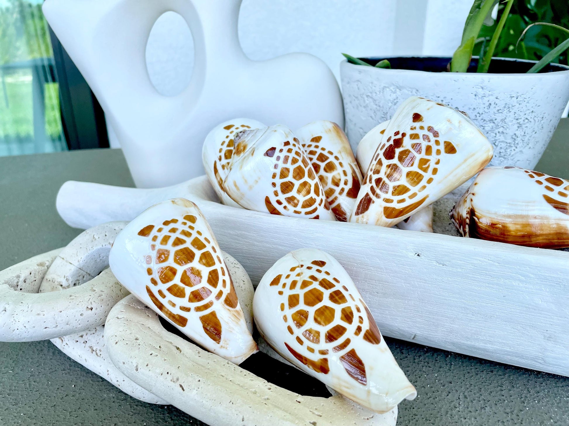 TURTLE CONE SHELL Hand Carved 3.5-4" Long Natural Coastal Gift Seashell Display Brown White