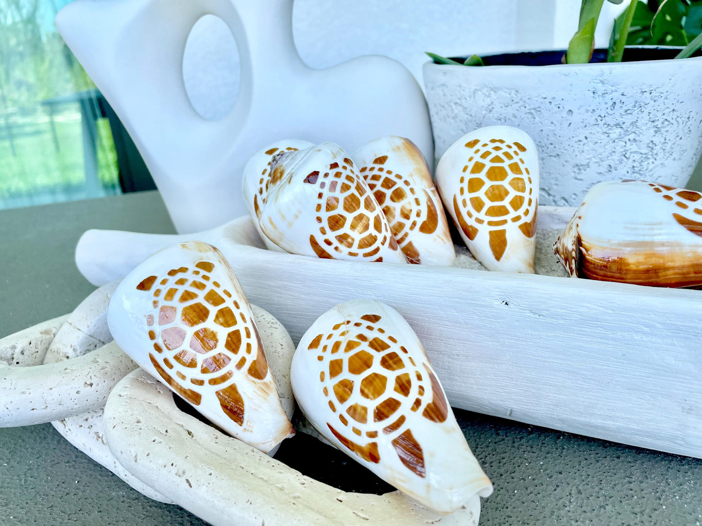 TURTLE CONE SHELL Hand Carved 3.5-4" Long Natural Coastal Gift Seashell Display Brown White