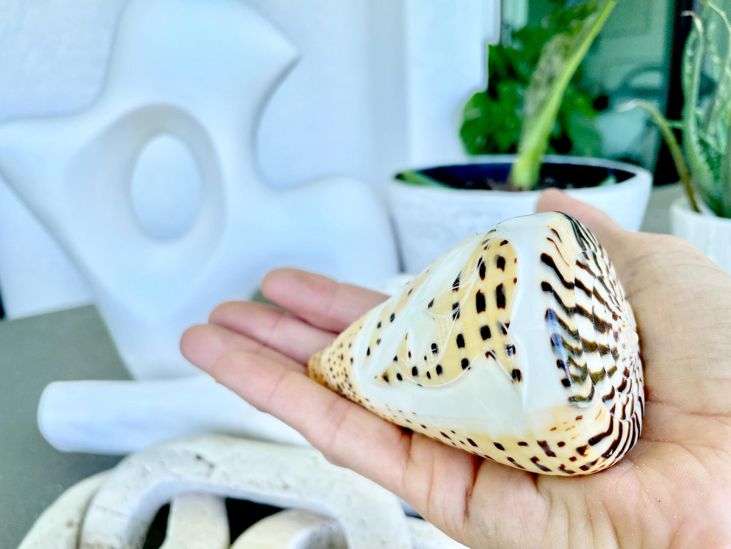 DESIGNER LETTERED CONE Shells 3.5" Hand Carved Design On Seashell Display Coastal Beach Gift