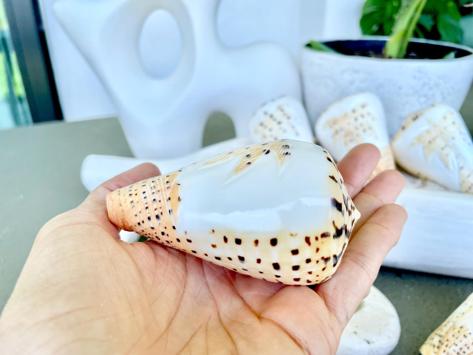 DESIGNER LETTERED CONE Shells 3.5" Hand Carved Design On Seashell Display Coastal Beach Gift