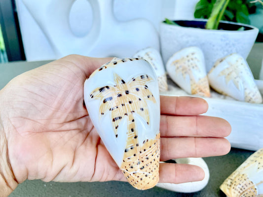 DESIGNER LETTERED CONE Shells 3.5" Hand Carved Design On Seashell Display Coastal Beach Gift