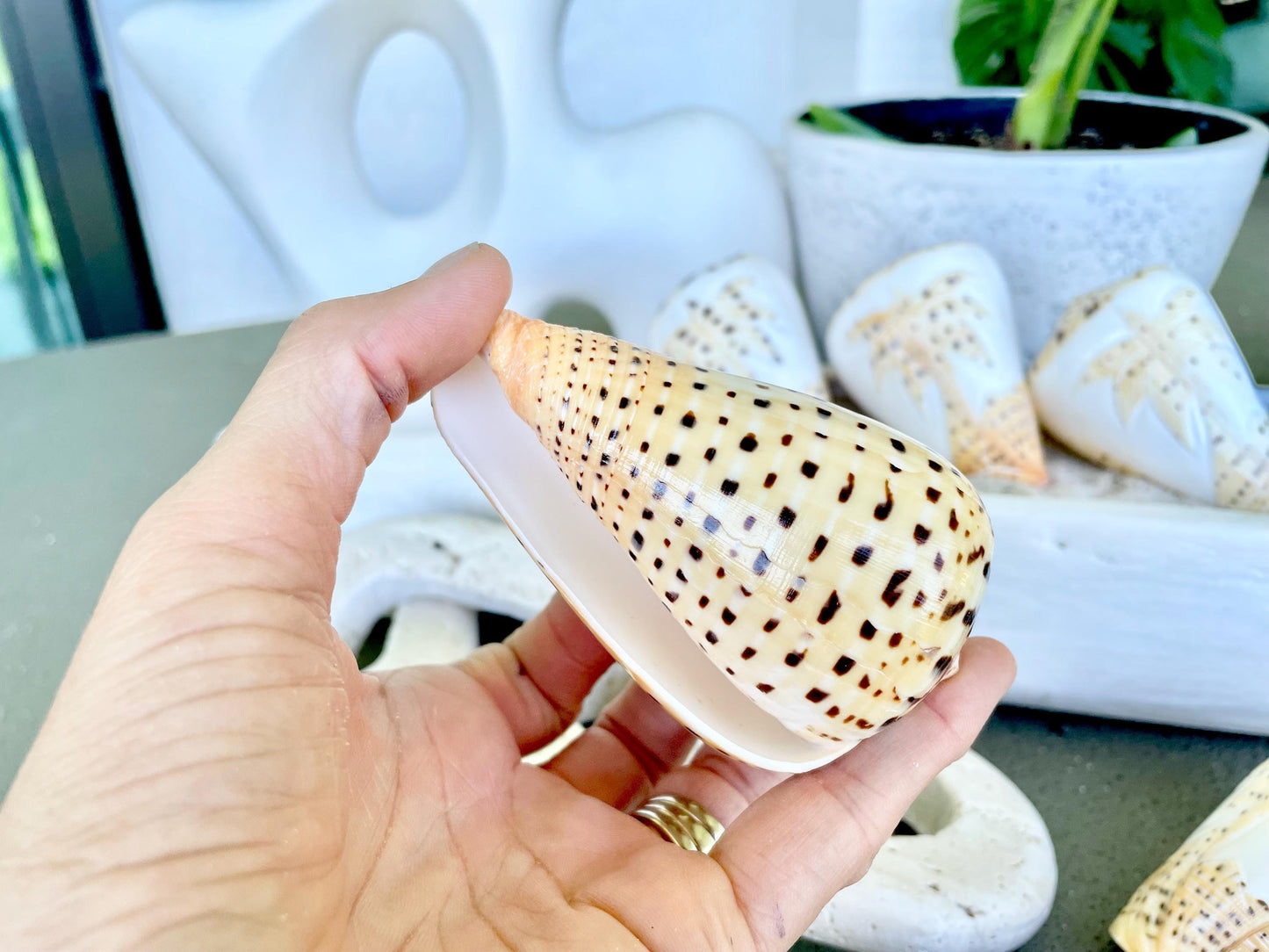 DESIGNER LETTERED CONE Shells 3.5" Hand Carved Design On Seashell Display Coastal Beach Gift