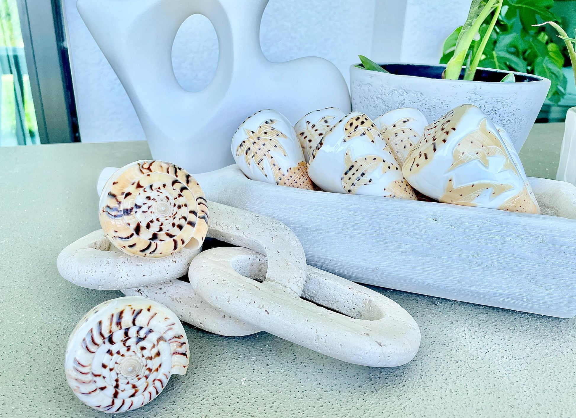 DESIGNER LETTERED CONE Shells 3.5" Hand Carved Design On Seashell Display Coastal Beach Gift