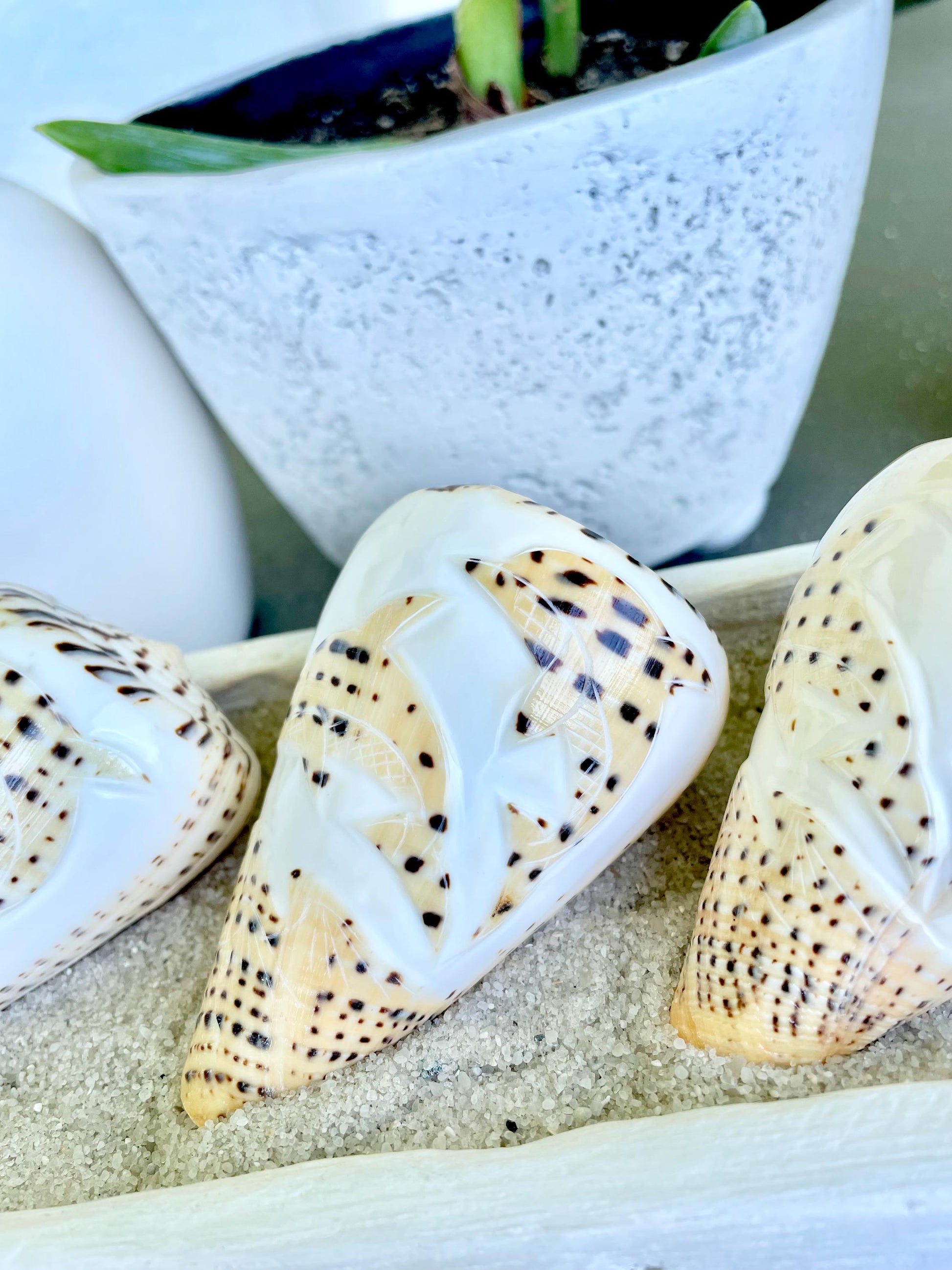 DESIGNER LETTERED CONE Shells 3.5" Hand Carved Design On Seashell Display Coastal Beach Gift