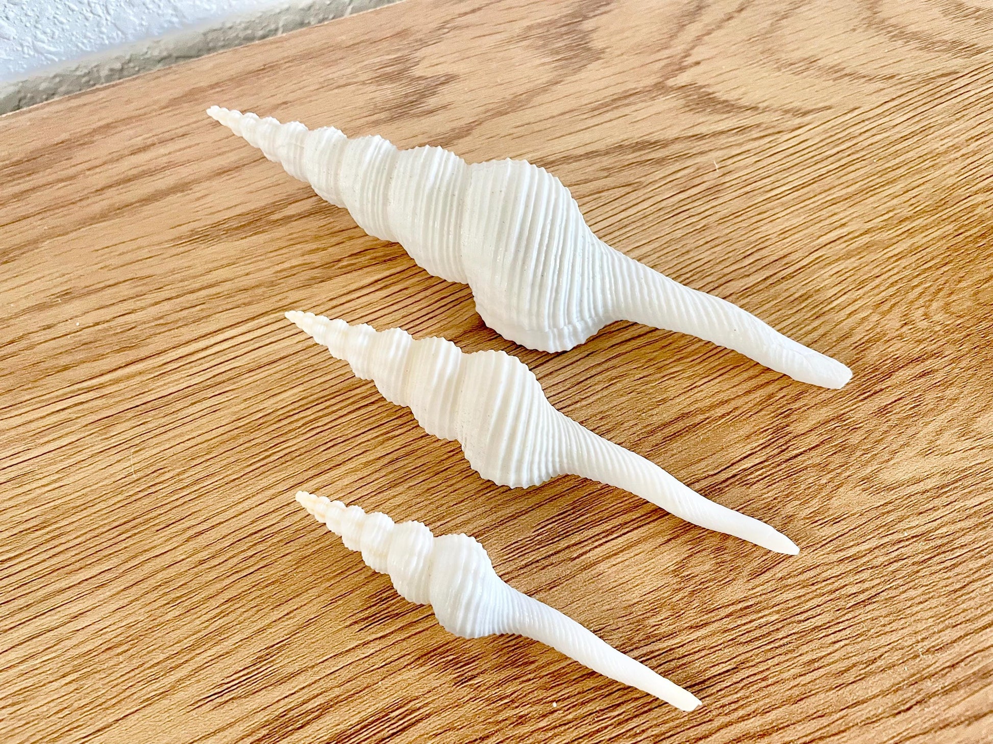 SPINDLE SHELLS WHITE *You Choose Size* Natural Conch Display Craft Seashells Coastal Décor Fusus Colus