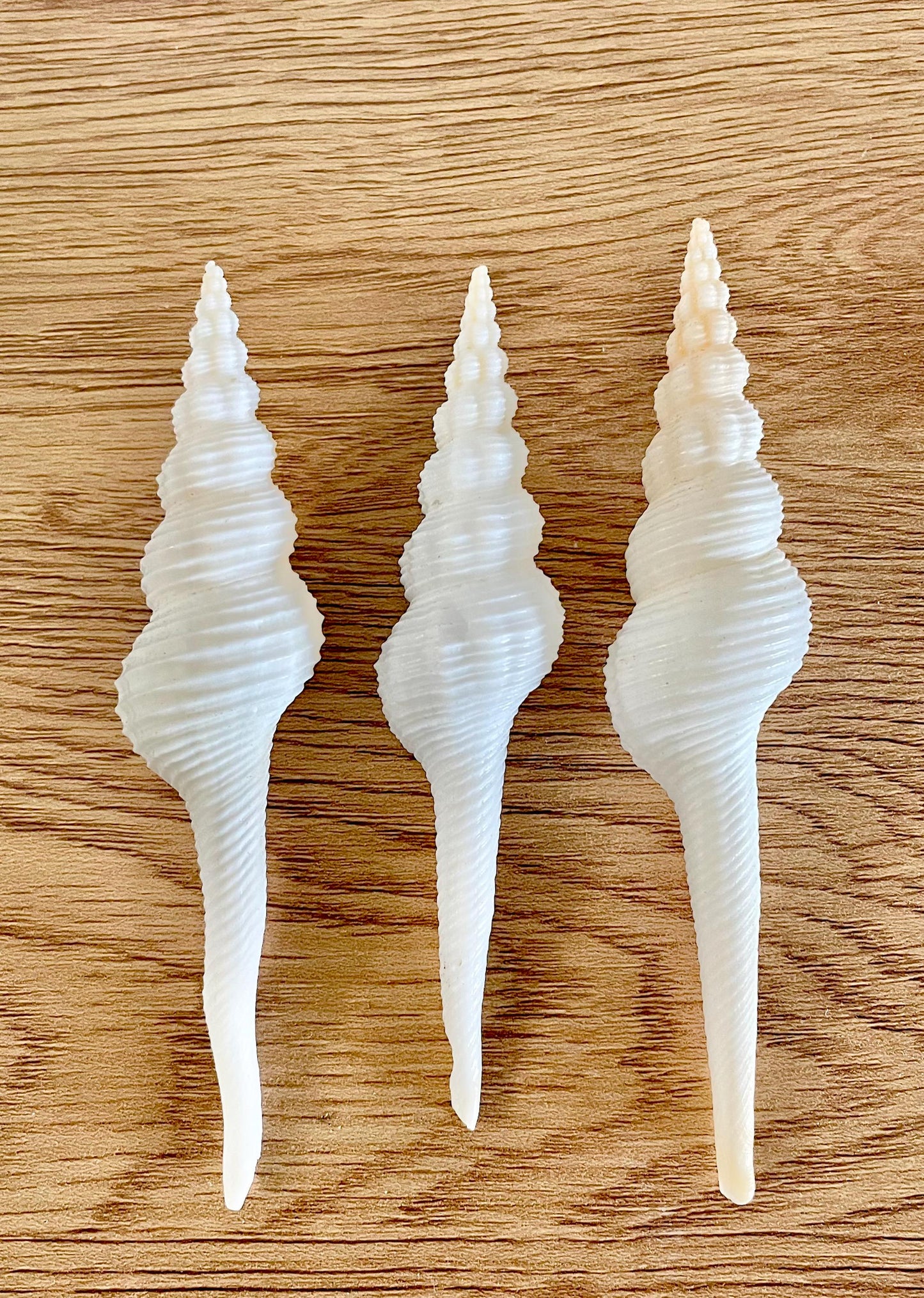 SPINDLE SHELLS WHITE *You Choose Size* Natural Conch Display Craft Seashells Coastal Décor Fusus Colus