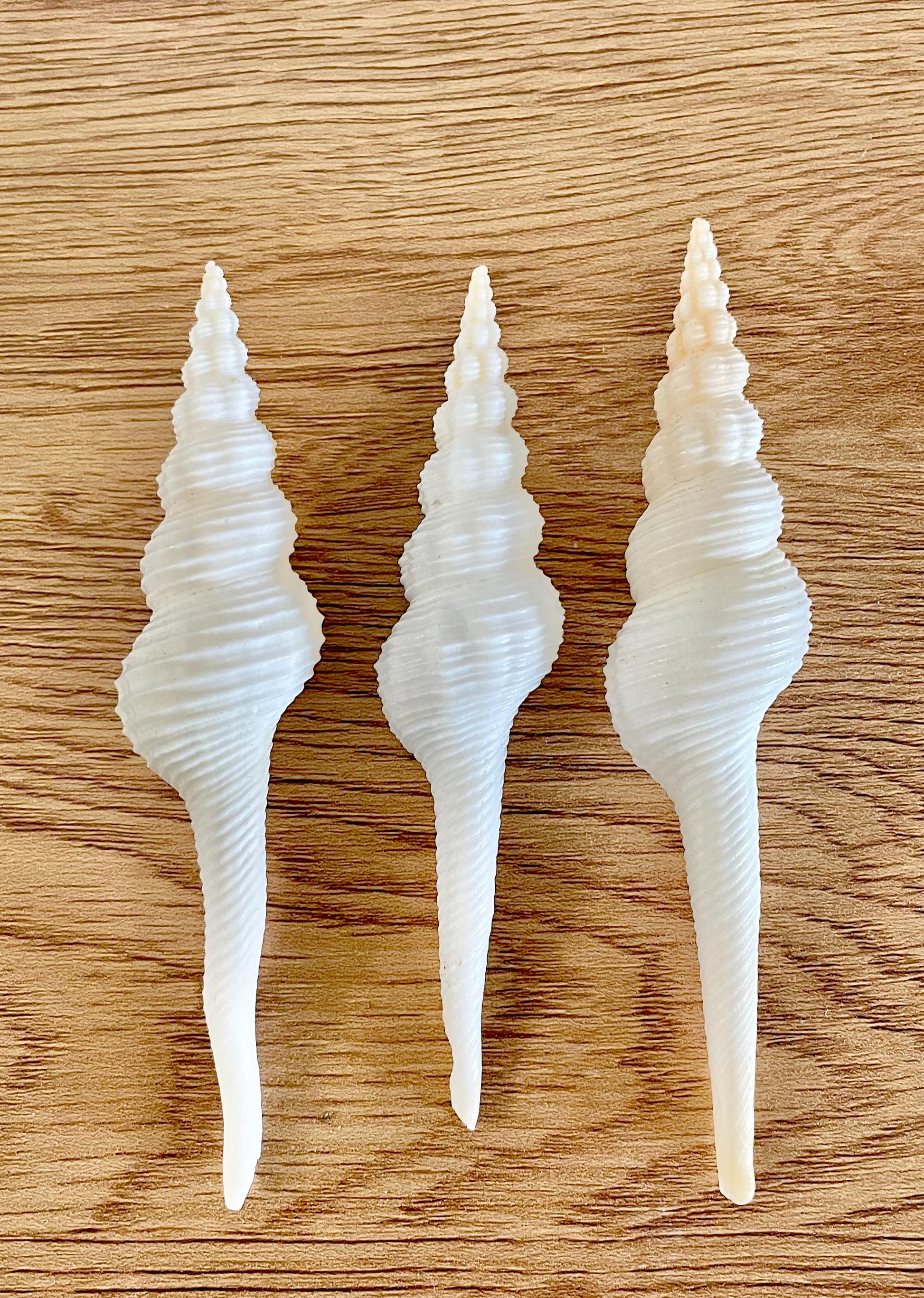 SPINDLE SHELLS WHITE *You Choose Size* Natural Conch Display Craft Seashells Coastal Décor Fusus Colus