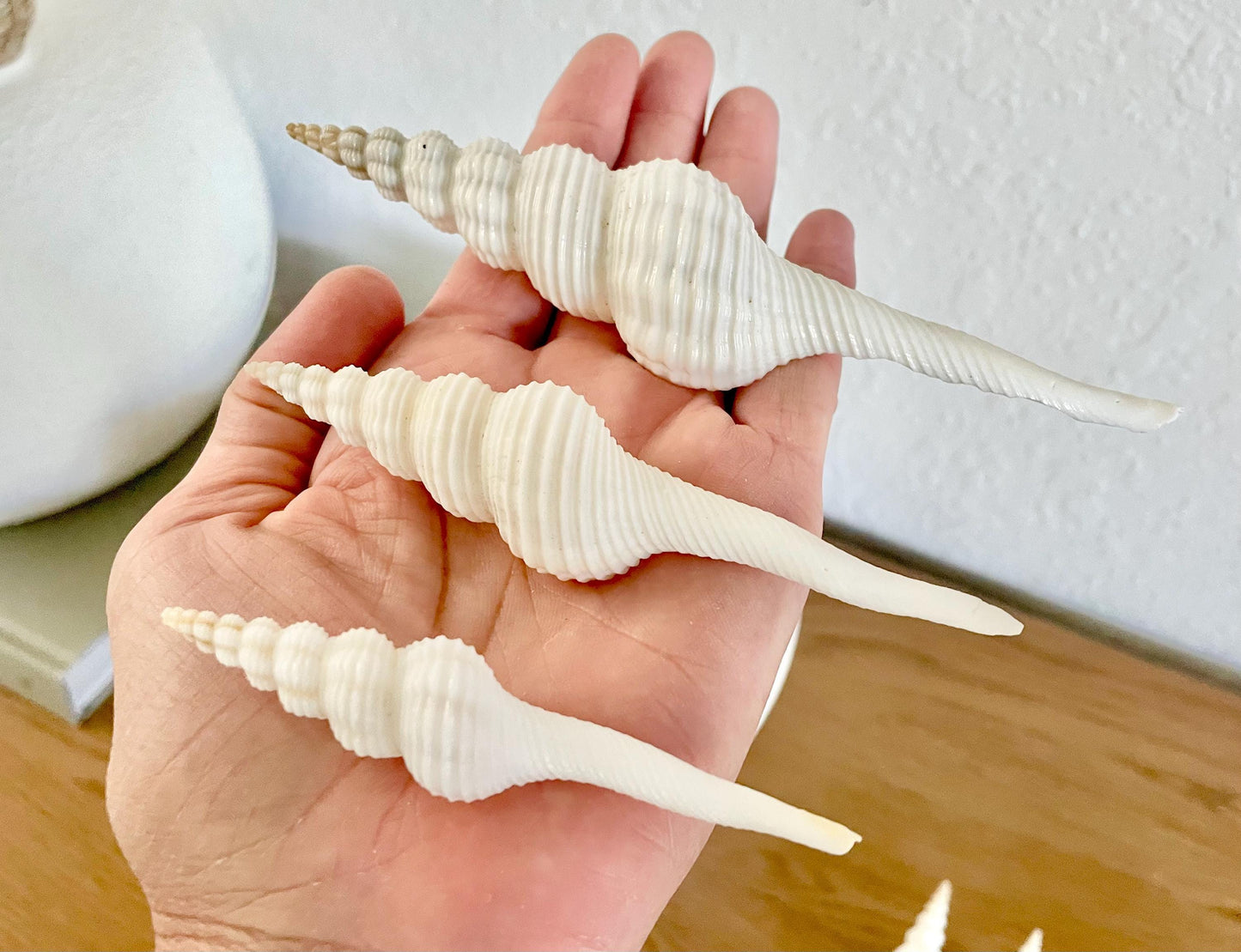 SPINDLE SHELLS WHITE *You Choose Size* Natural Conch Display Craft Seashells Coastal Décor Fusus Colus