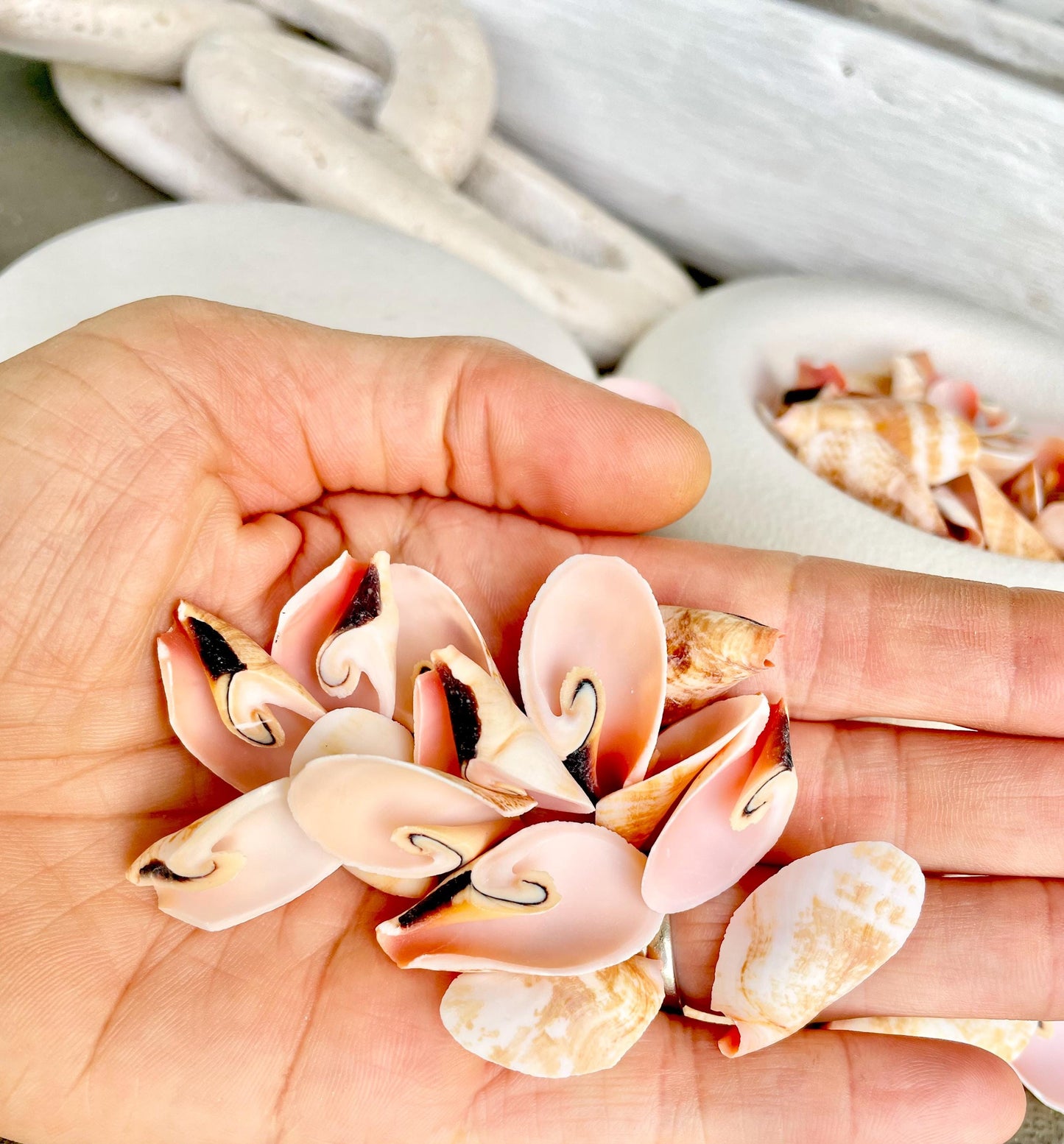 Premium Grade Peachy Pink Lily Cut Slices 100 Shells Strombus Luhuanus Seashells 1" 1/2" Coastal Beach Home Décor Sailor Valentine Art Craft