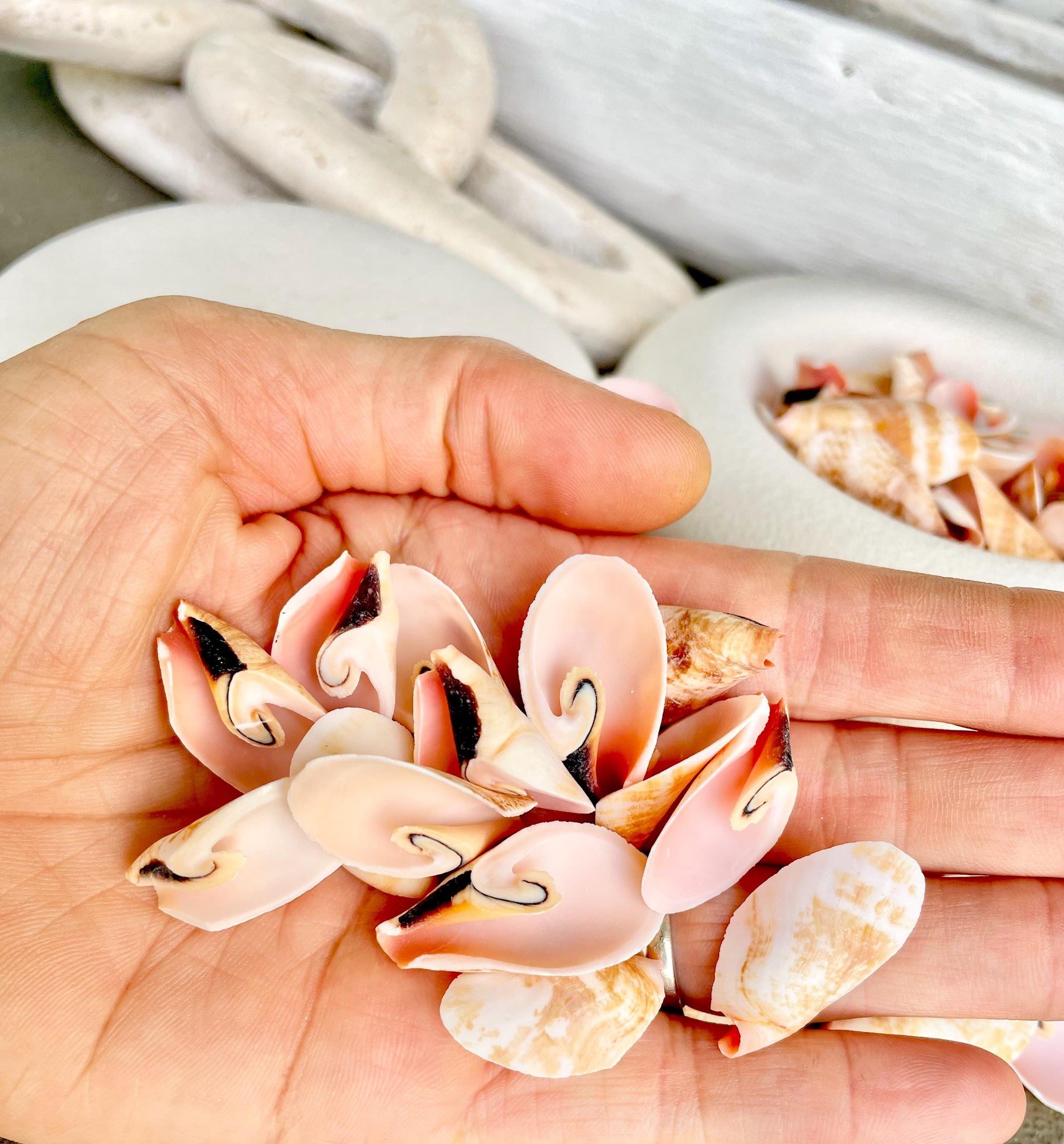 Premium Grade Peachy Pink Lily Cut Slices 100 Shells Strombus Luhuanus Seashells 1" 1/2" Coastal Beach Home Décor Sailor Valentine Art Craft