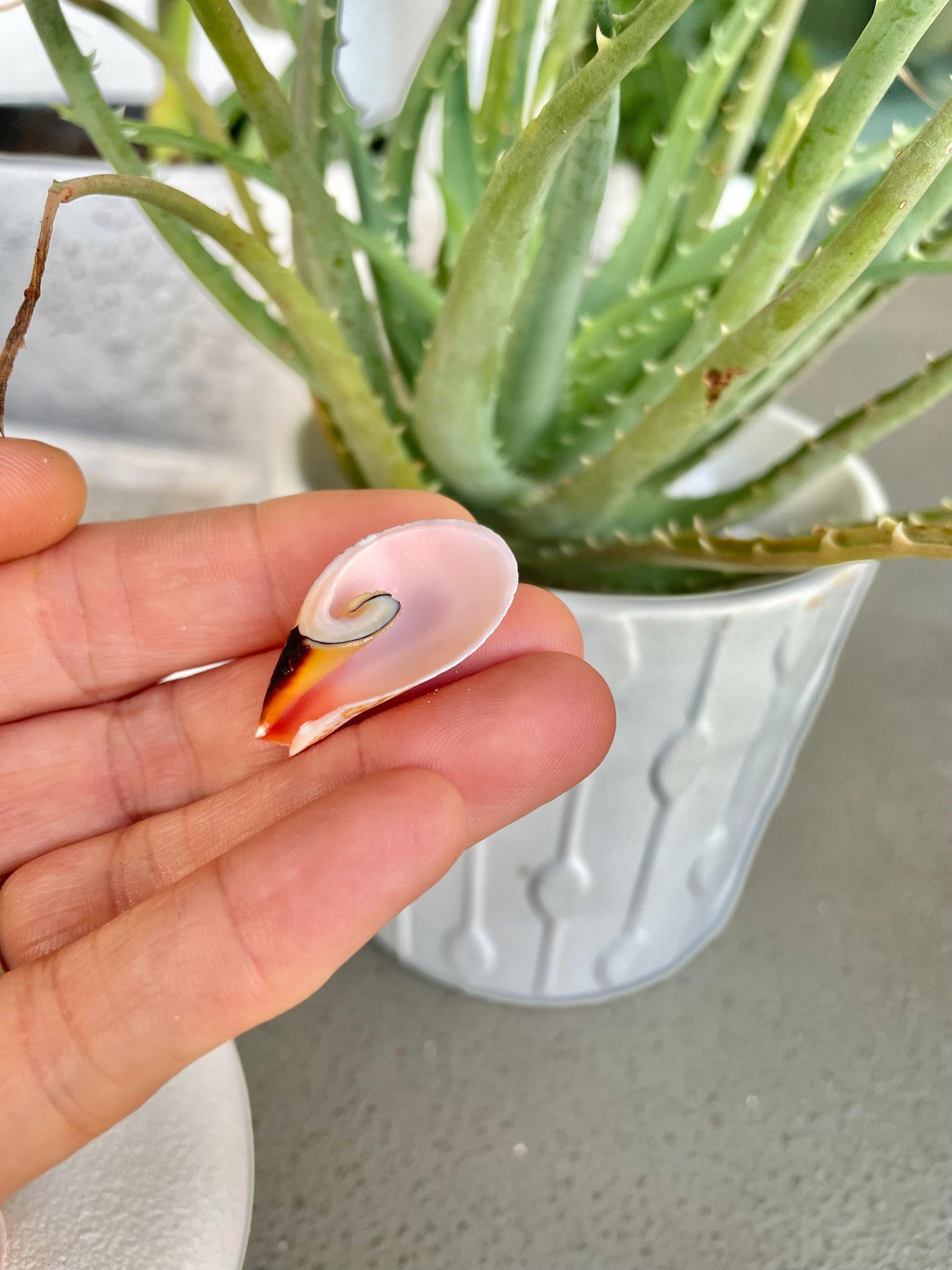 Premium Grade Peachy Pink Lily Cut Slices 100 Shells Strombus Luhuanus Seashells 1" 1/2" Coastal Beach Home Décor Sailor Valentine Art Craft