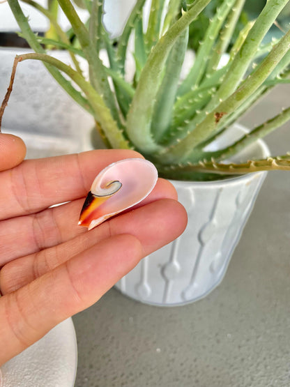 Premium Grade Peachy Pink Lily Cut Slices 100 Shells Strombus Luhuanus Seashells 1" 1/2" Coastal Beach Home Décor Sailor Valentine Art Craft