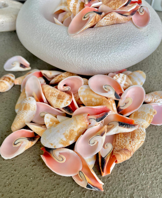 PINK LILY CUT Shells 1"-1/2" *You Choose Quantity* Slices Craft Seashells Coastal Beach Home Décor Sailor Valentine Art Strombus Luhuanus
