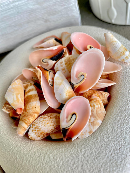 Premium Grade Peachy Pink Lily Cut Slices 100 Shells Strombus Luhuanus Seashells 1" 1/2" Coastal Beach Home Décor Sailor Valentine Art Craft