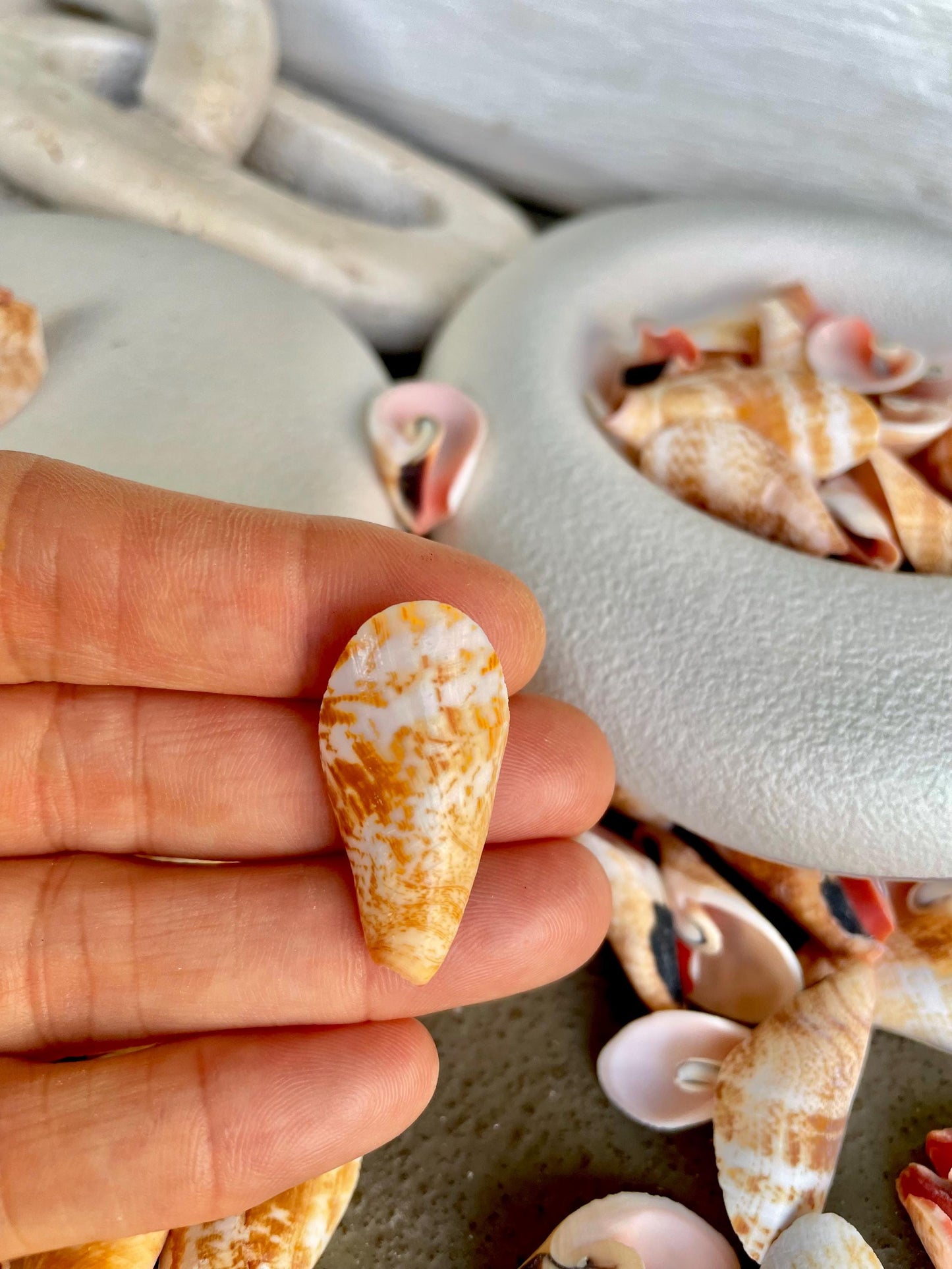 Premium Grade Peachy Pink Lily Cut Slices 100 Shells Strombus Luhuanus Seashells 1" 1/2" Coastal Beach Home Décor Sailor Valentine Art Craft