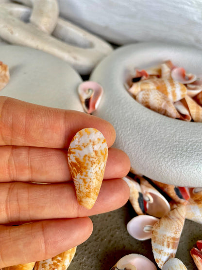 Premium Grade Peachy Pink Lily Cut Slices 100 Shells Strombus Luhuanus Seashells 1" 1/2" Coastal Beach Home Décor Sailor Valentine Art Craft