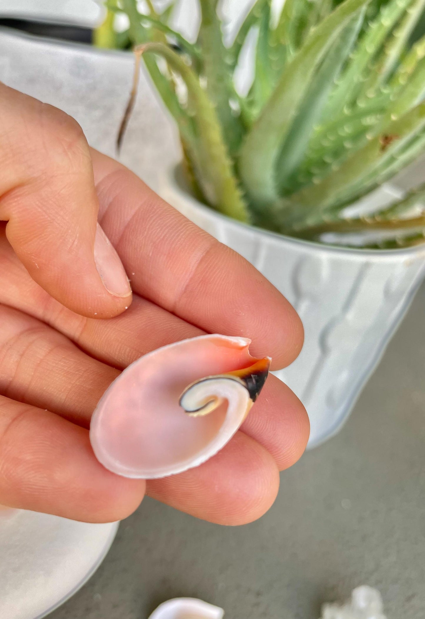 Premium Grade Peachy Pink Lily Cut Slices 100 Shells Strombus Luhuanus Seashells 1" 1/2" Coastal Beach Home Décor Sailor Valentine Art Craft