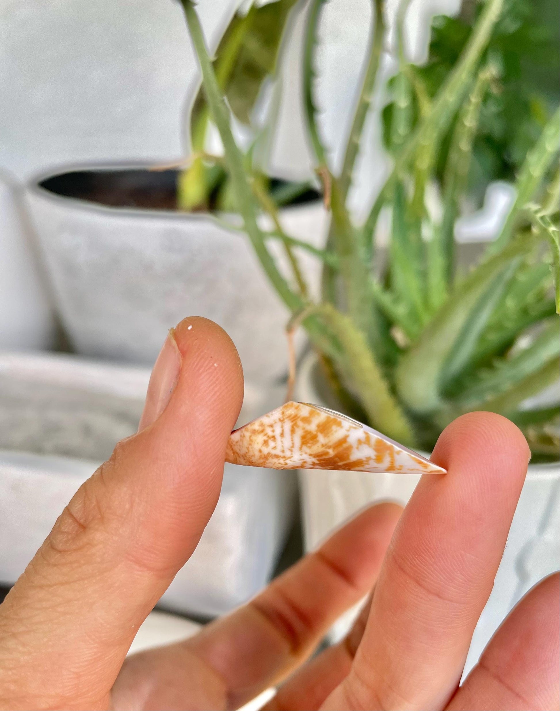 Premium Grade Peachy Pink Lily Cut Slices 100 Shells Strombus Luhuanus Seashells 1" 1/2" Coastal Beach Home Décor Sailor Valentine Art Craft