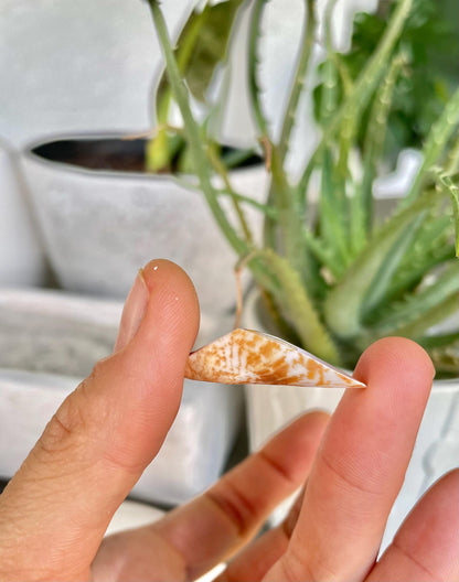 Premium Grade Peachy Pink Lily Cut Slices 100 Shells Strombus Luhuanus Seashells 1" 1/2" Coastal Beach Home Décor Sailor Valentine Art Craft