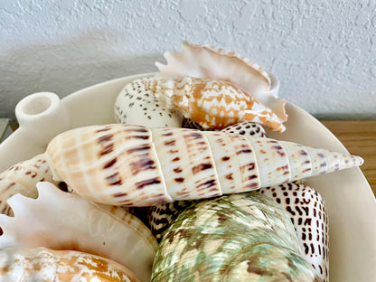 MARLIN SPIKE AUGER Shell *All Sizes* Natural White Brown Large Coastal Beach Home Décor Terebra Maculata
