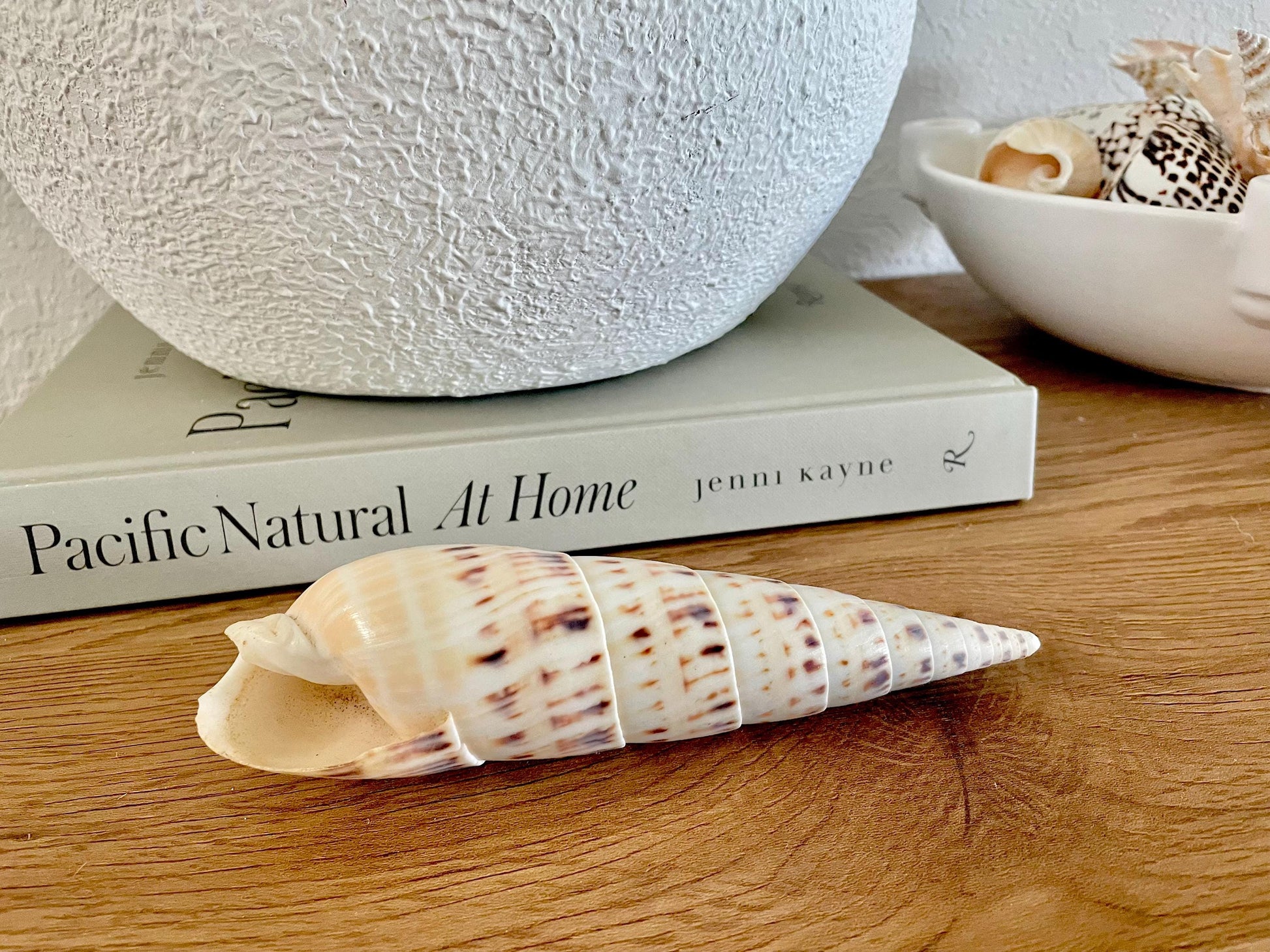 MARLIN SPIKE AUGER Shell *All Sizes* Natural White Brown Large Coastal Beach Home Décor Terebra Maculata