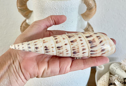 MARLIN SPIKE AUGER Shell *All Sizes* Natural White Brown Large Coastal Beach Home Décor Terebra Maculata