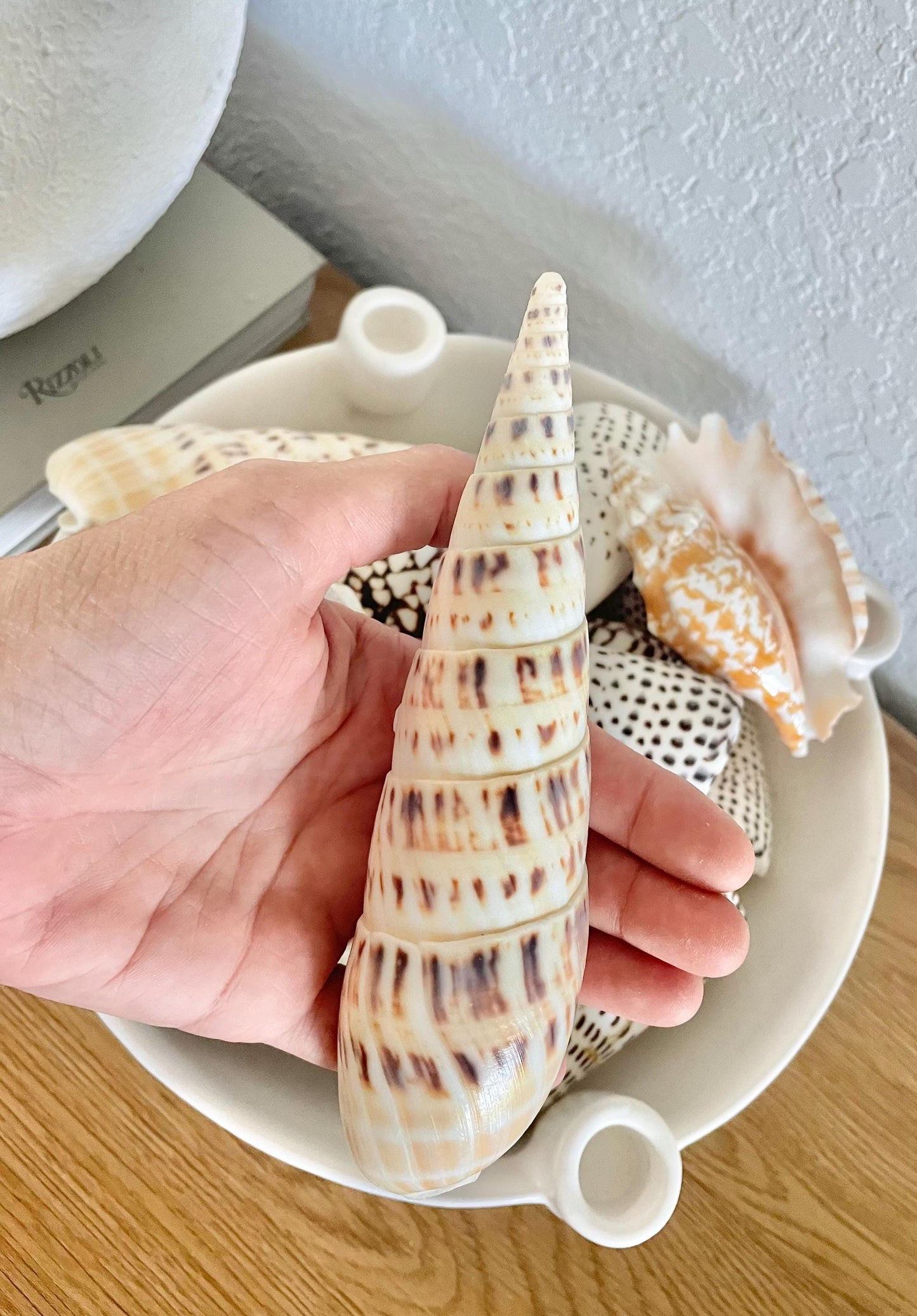MARLIN SPIKE AUGER Shell *All Sizes* Natural White Brown Large Coastal Beach Home Décor Terebra Maculata